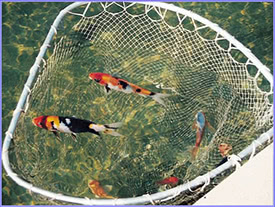 Photo showing treated water is clean enough to use in a Koi pond.